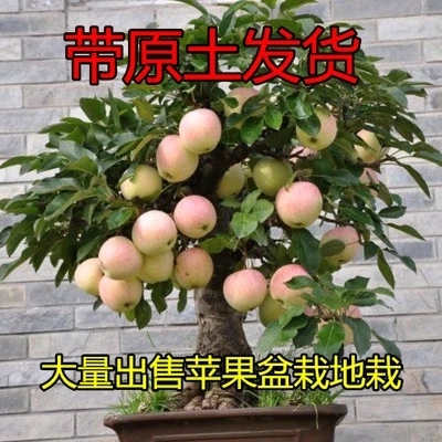 黑钻苹果盆栽水果果树苗地栽庭院四季室内室外南北方种植当年结果